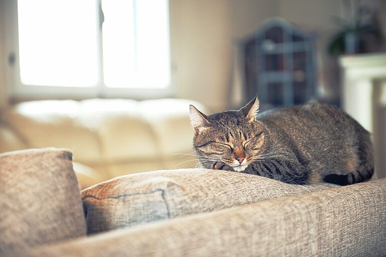 Best Couch Fabric for Cats – Feline Friendly Sofas
