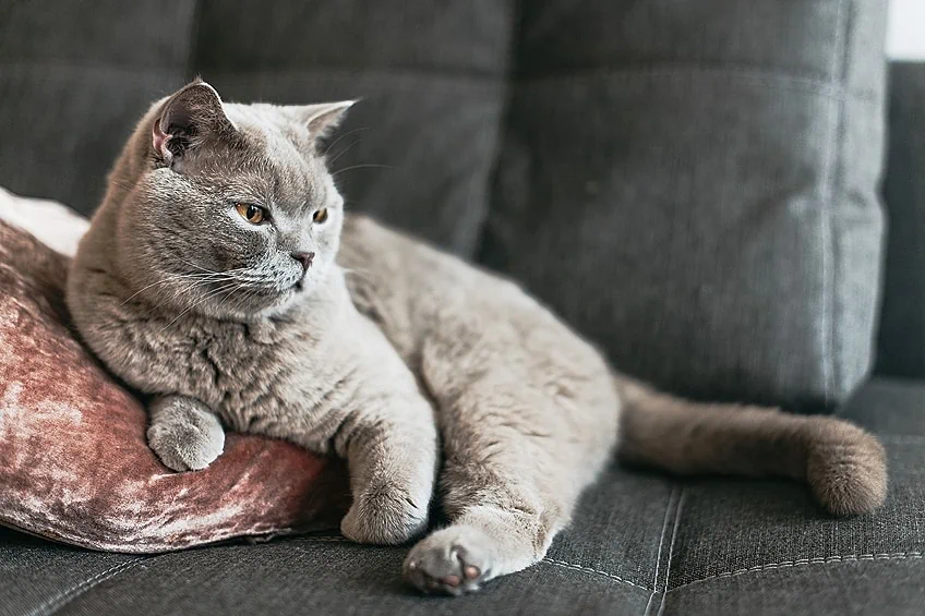 what couch material is best for cats